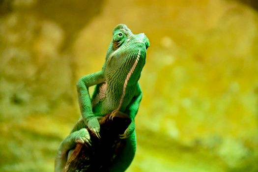 chameleon photo