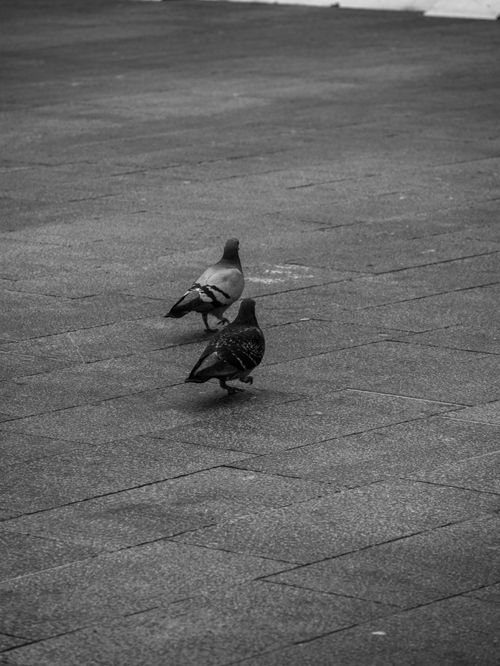 Free Black and white photo of two pigeons walking on a city street pavement. Stock Photo