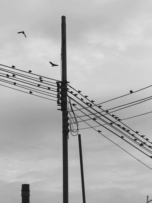 Free A monochrome image of birds resting on power lines against a cloudy sky. Stock Photo