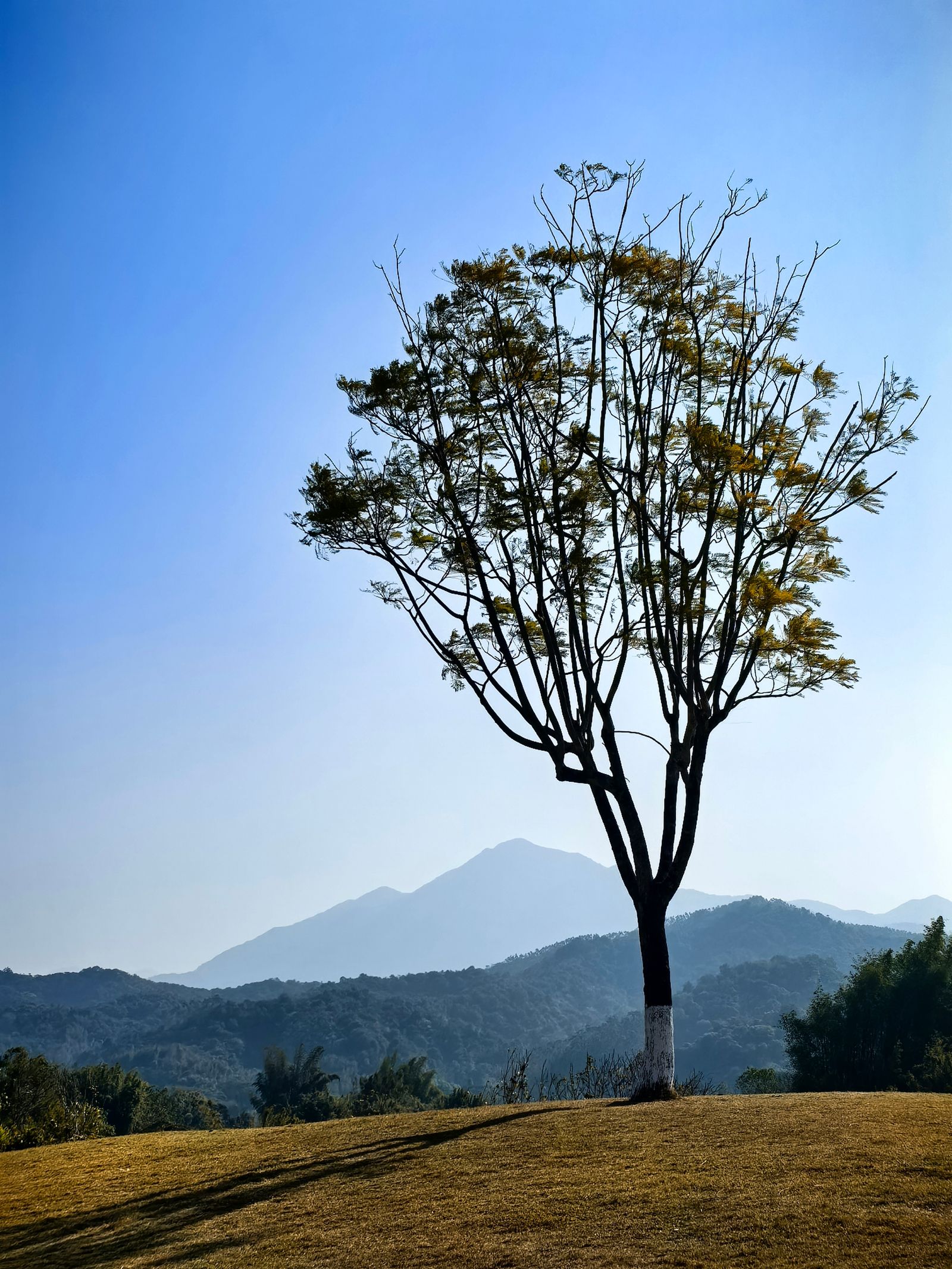Single Tree Photos, Download The BEST Free Single Tree Stock Photos ...