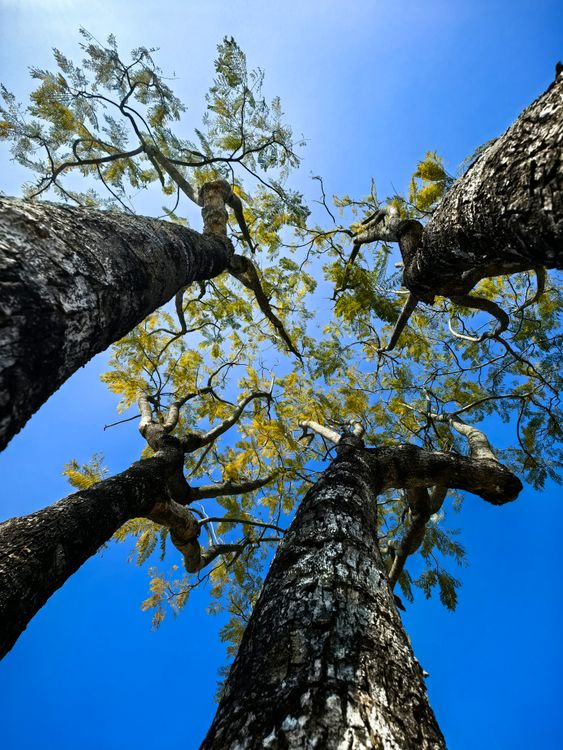 Majestic Upward View of Tall Trees Against Blue Sky · Free Stock Photo