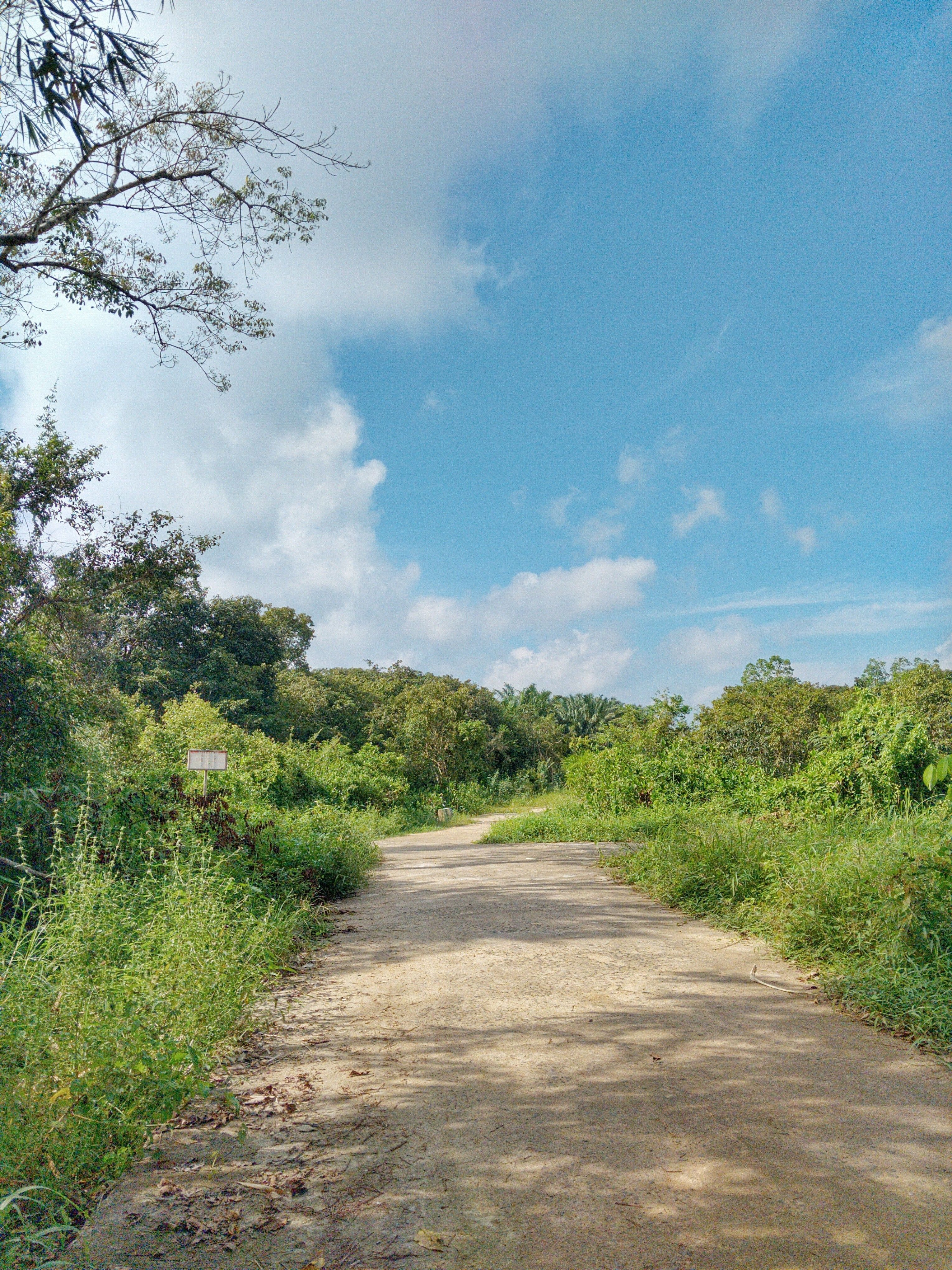 Serene Nature Path Under Blue Sky · Free Stock Photo