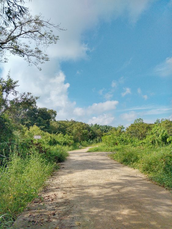 Blue Color Path Serene Nature Path Under Blue Sky ยท Free Stock Photo