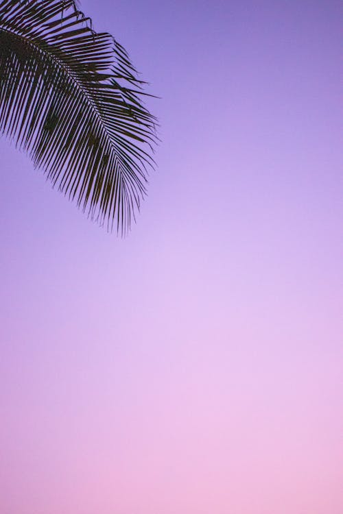 Безкоштовне стокове фото на тему «Захід сонця, літо, пальмового листя»