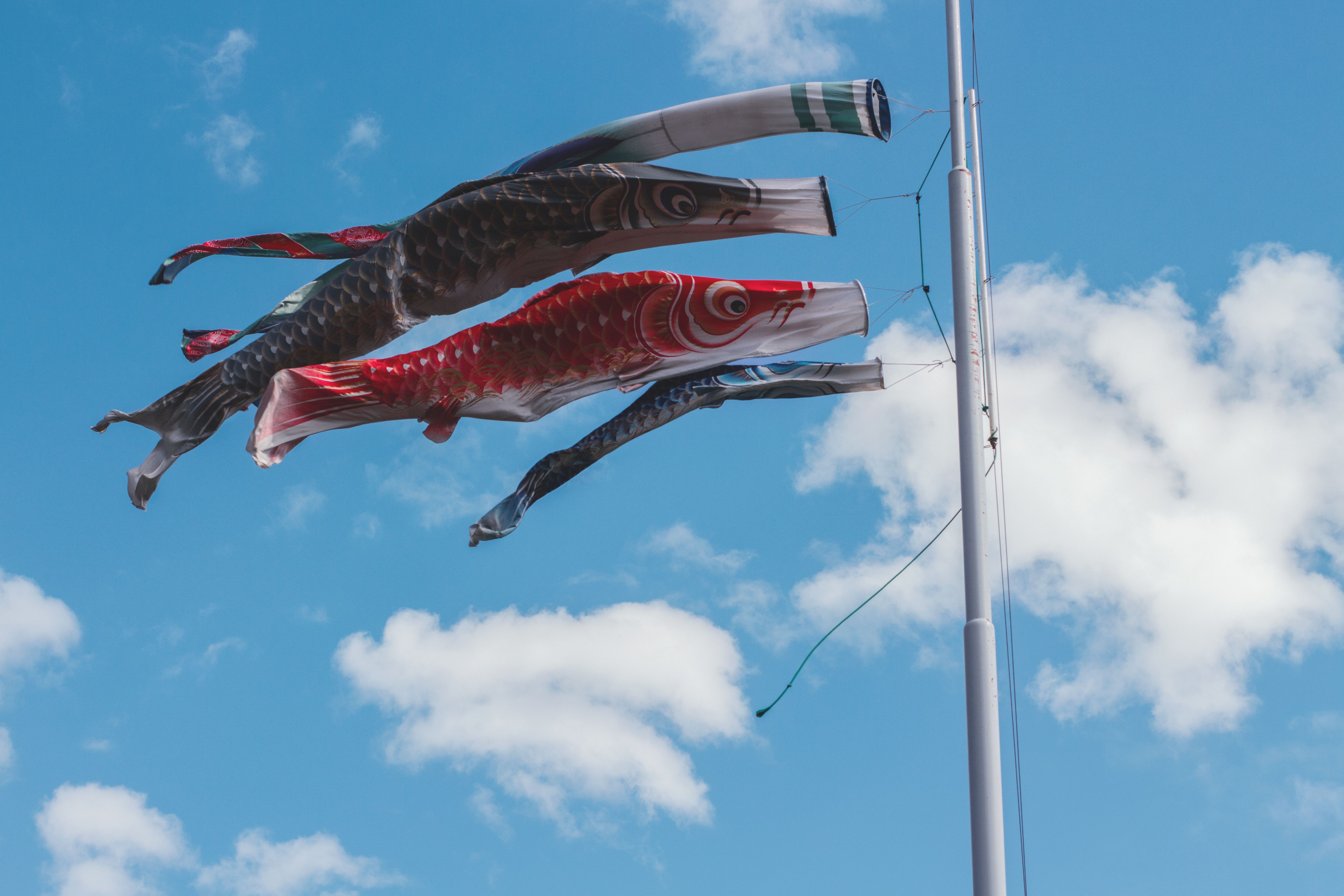 Colorful koinobori carp streamers flying against a bright blue sky in Buenos Aires, Argentina.