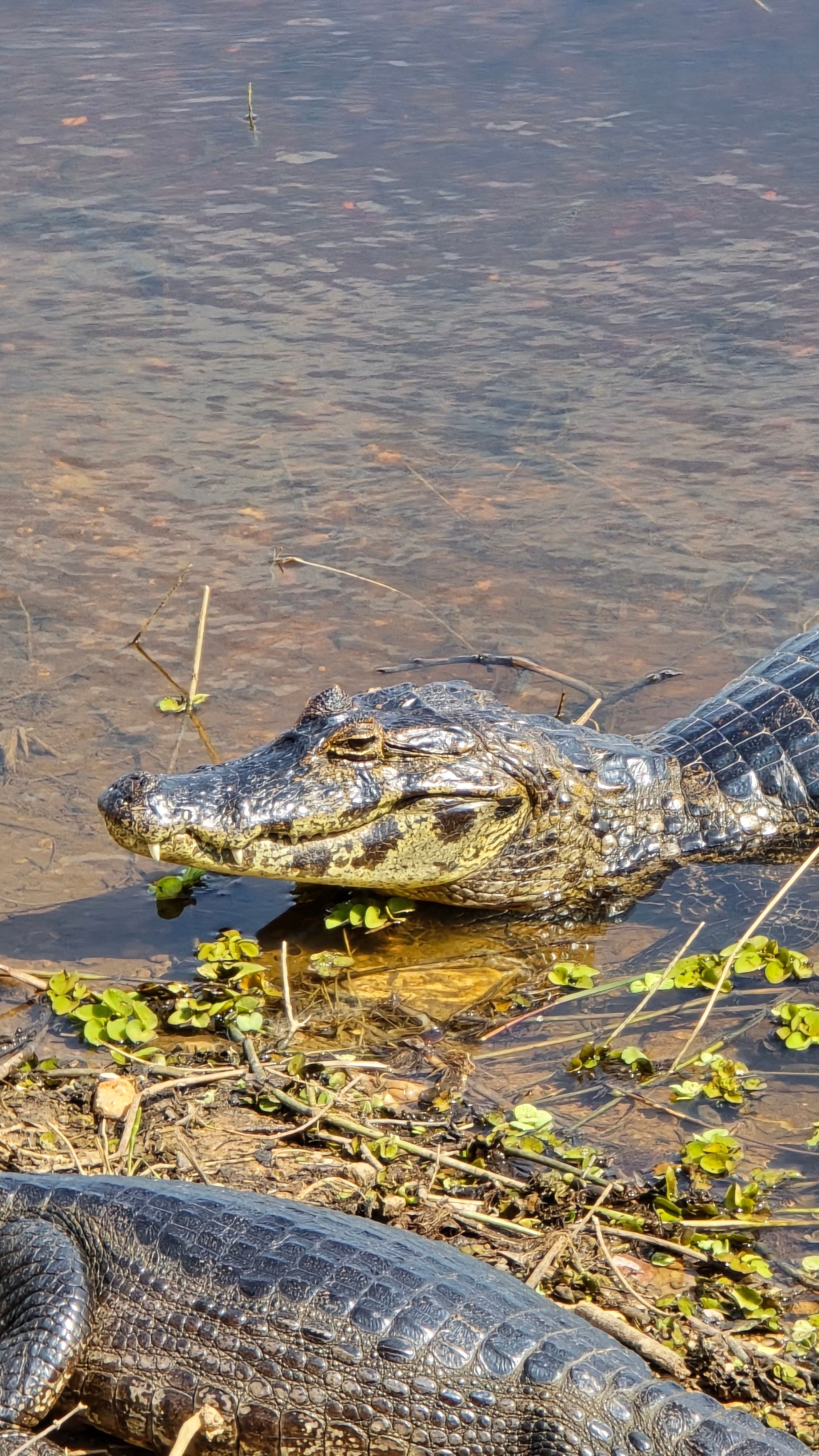 Un coccodrillo filmato in un ruscello nella Valle del Falco è stato salvato dalla Protezione Civile