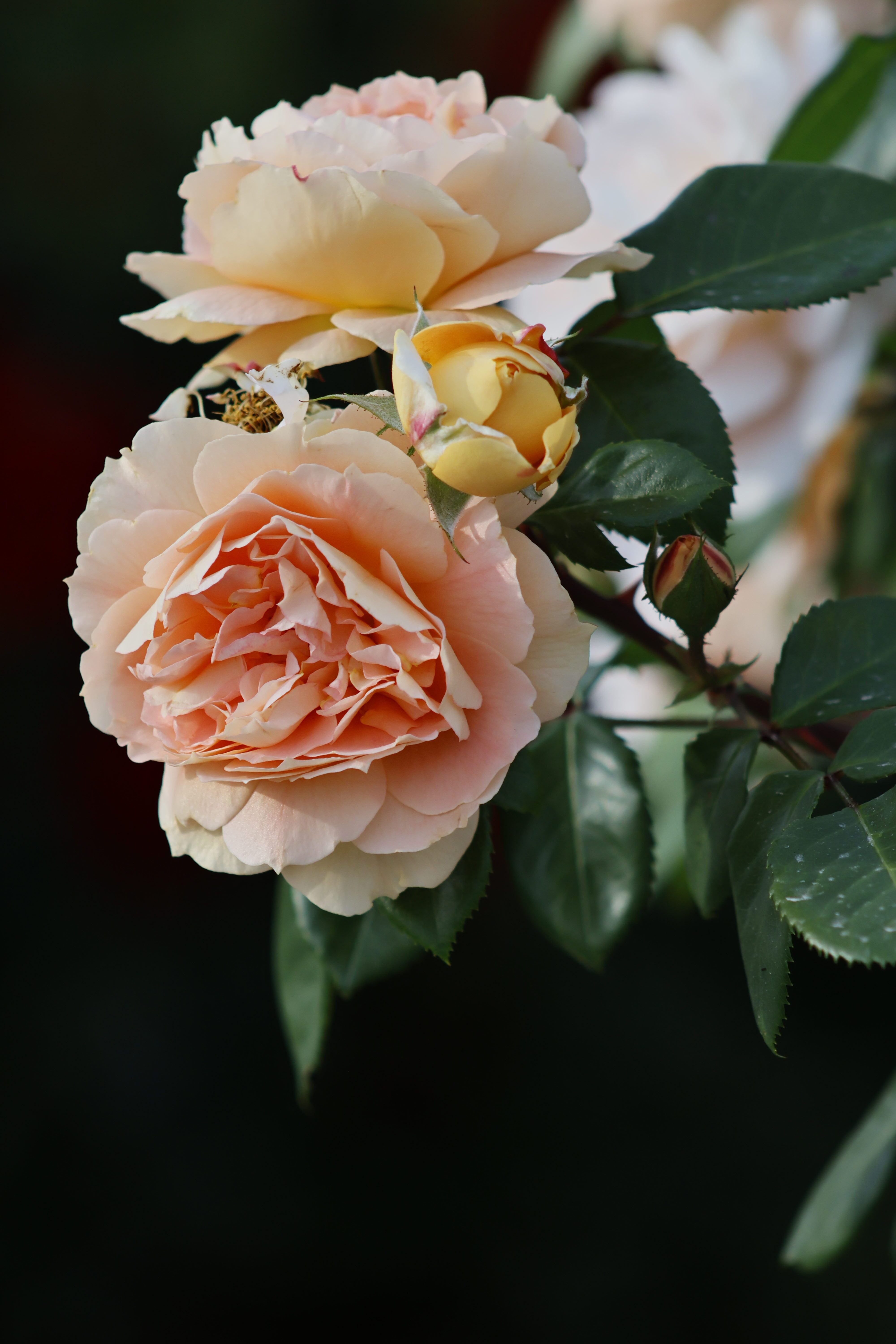 Close-up of Elegant Peach Roses in Bloom · Free Stock Photo