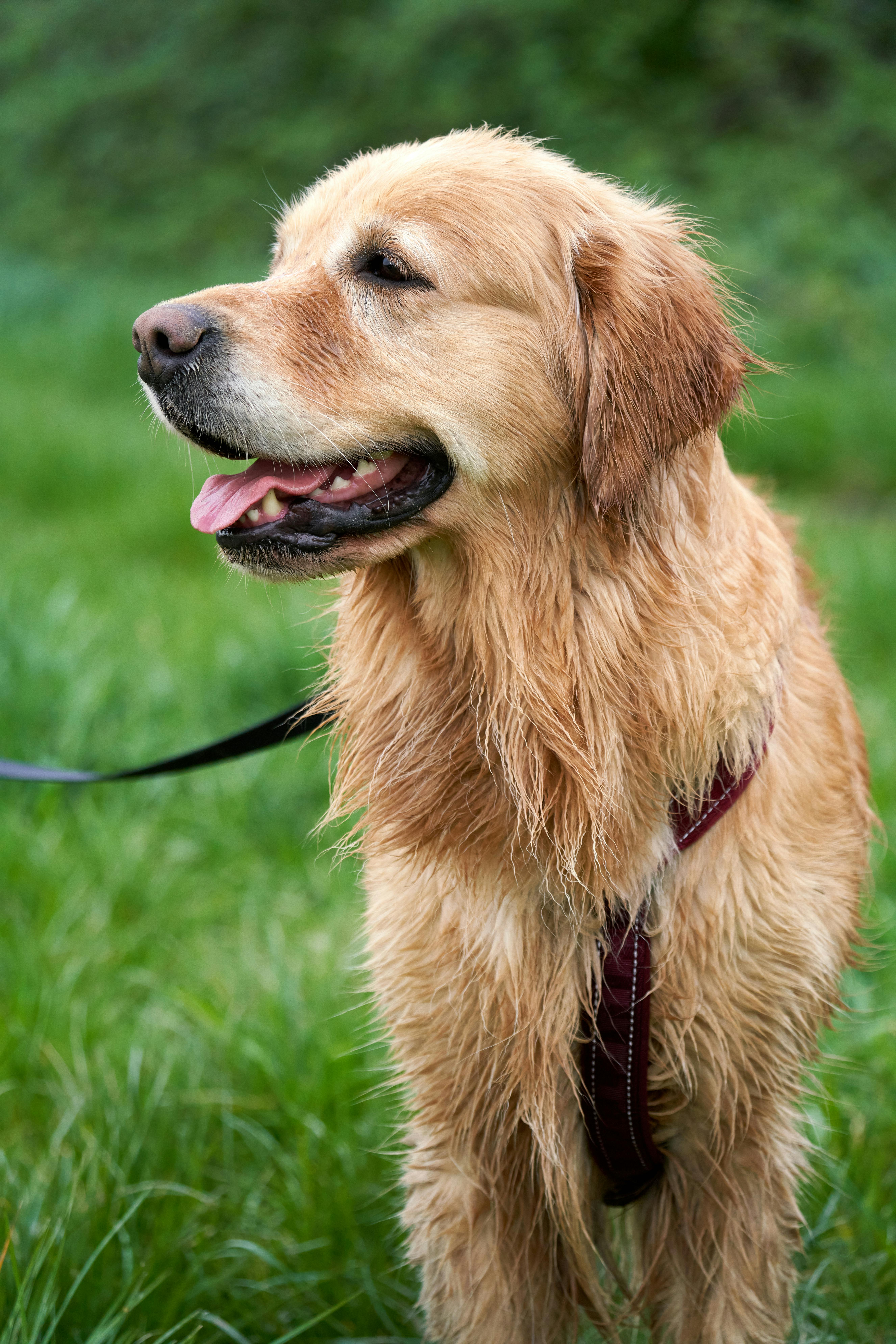 Why Do Dogs Have Wet Noses? Discover The Fascinating Truth! 7 The Importance of a Wet Nose: How It Affects Your Dog's Senses and Behavior