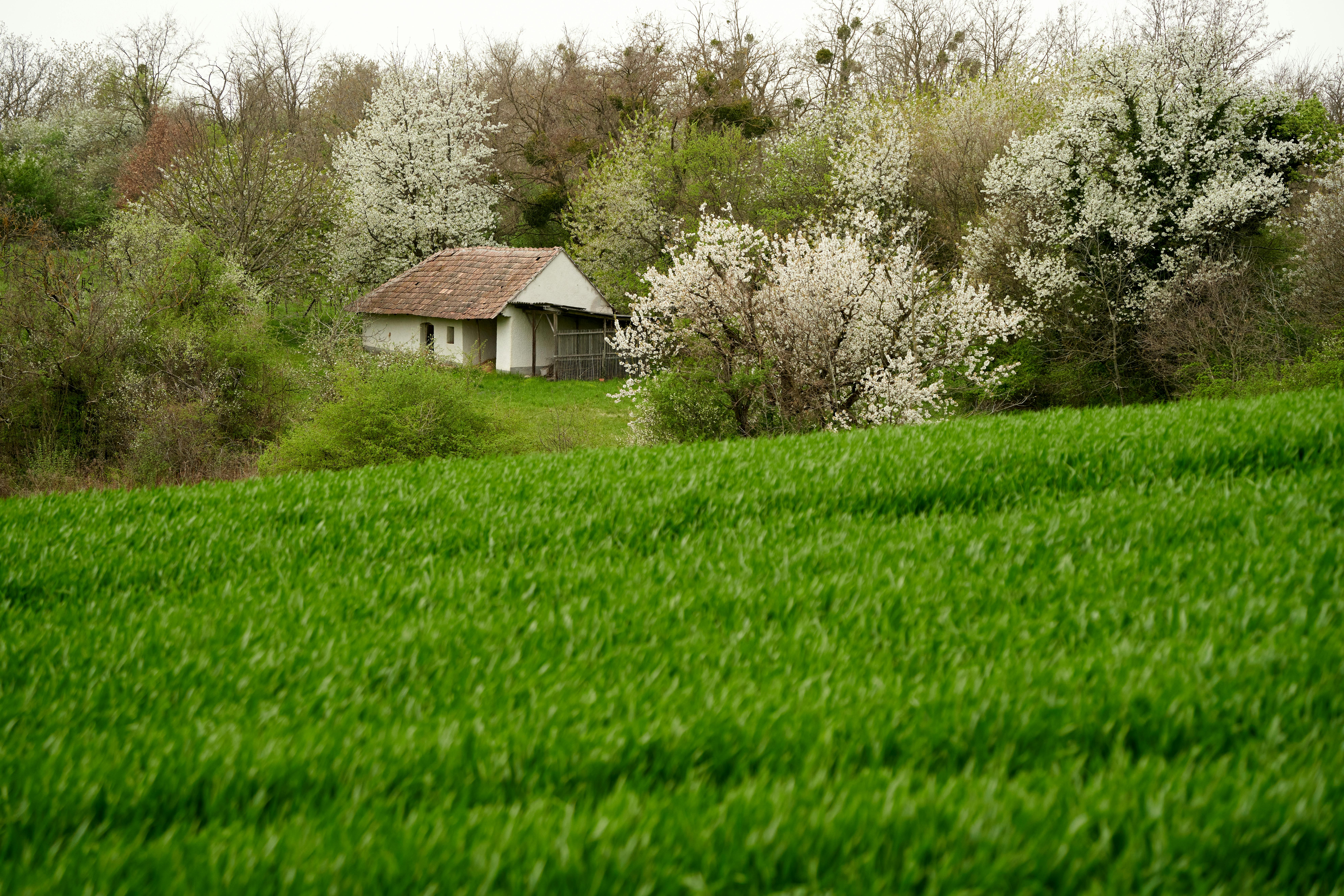 Discover the serene beauty of a rustic house surrounded by lush green fields and blooming trees in Türje, Hungary.