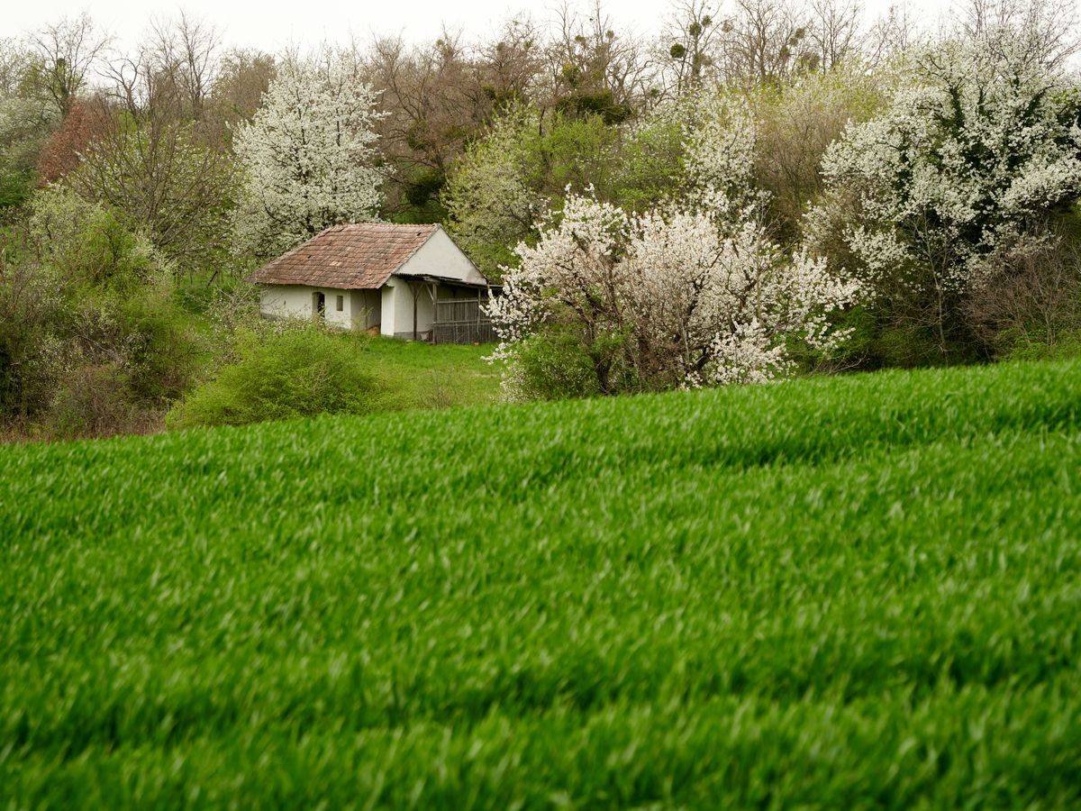 Sadhanalaya Ashram 1