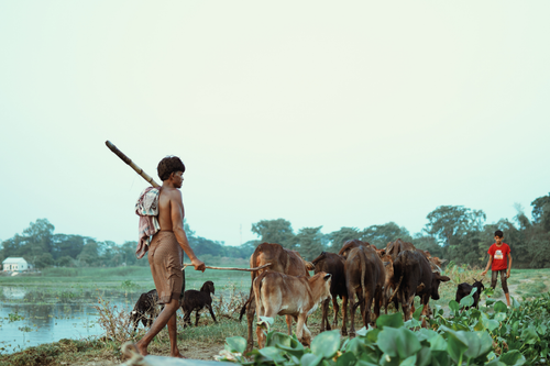Free Local farmers in Cumilla, Bangladesh herd cattle along a riverside landscape. Stock Photo