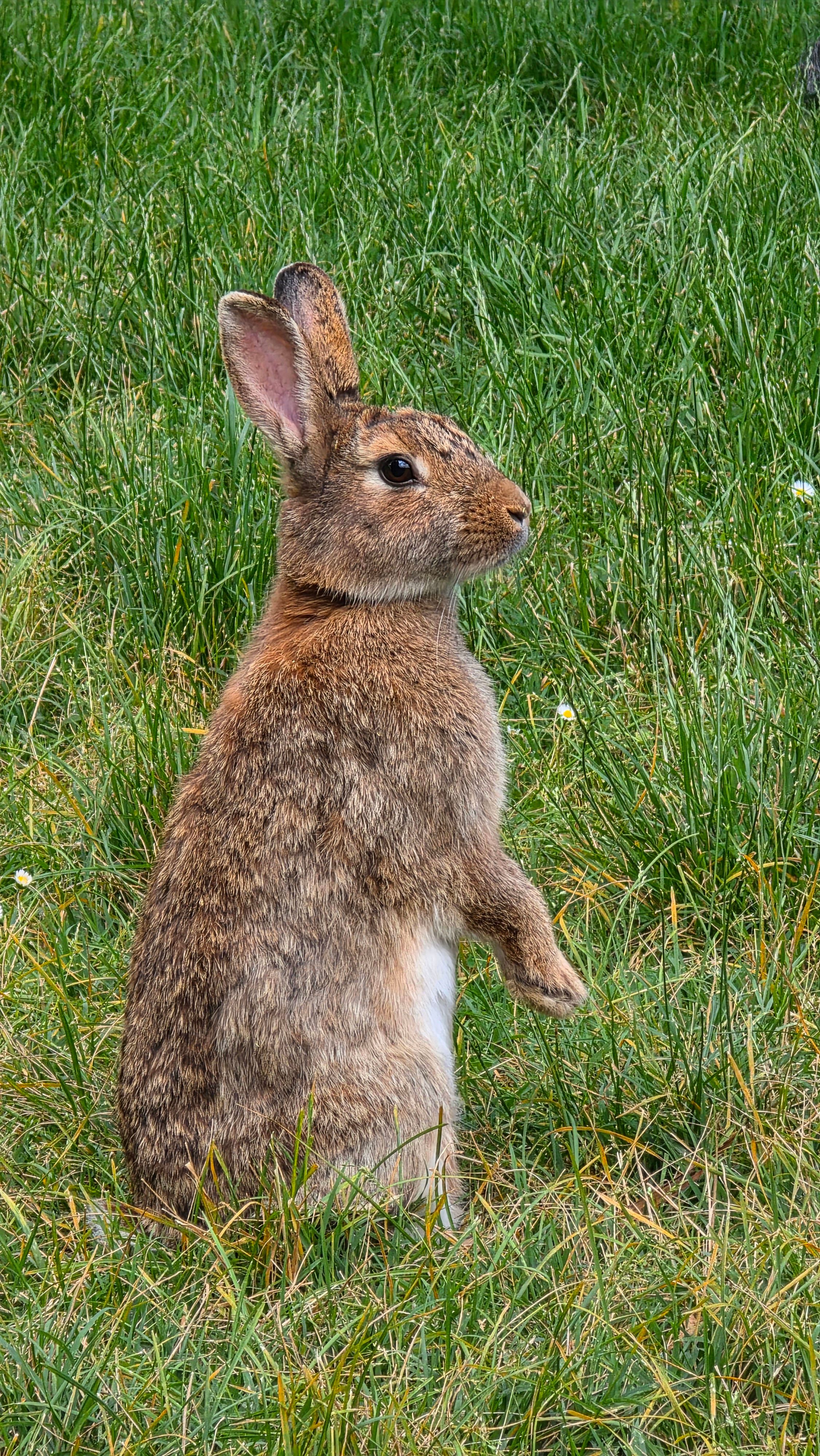 Wild Rabbit Standing Alert in Green Meadow · Free Stock Photo