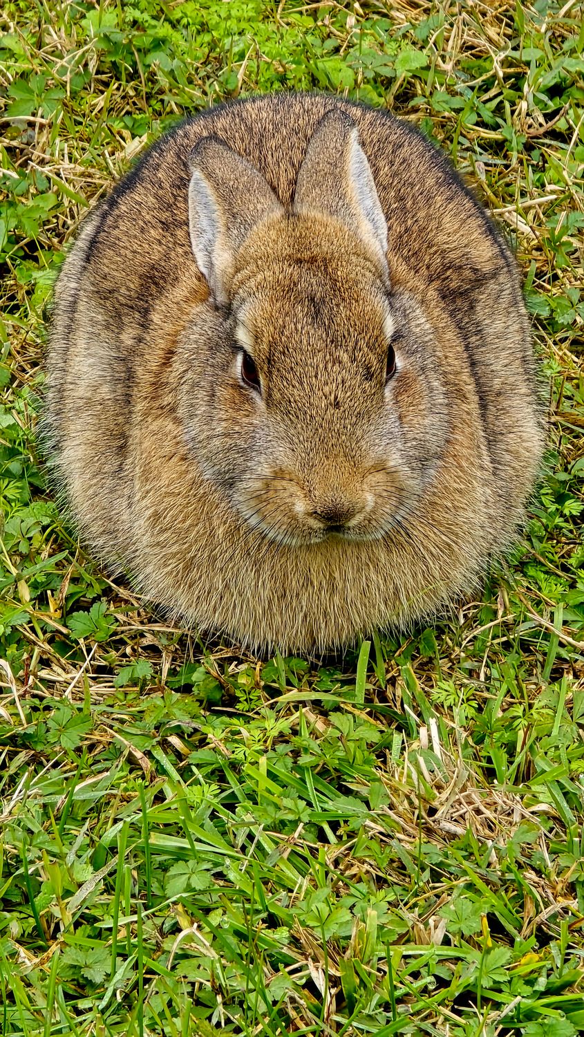 Adorable Wild Rabbit in Lush Green Grass · Free Stock Photo