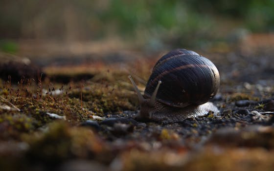 Garden snail on mossy ground during daylight with blurred background.