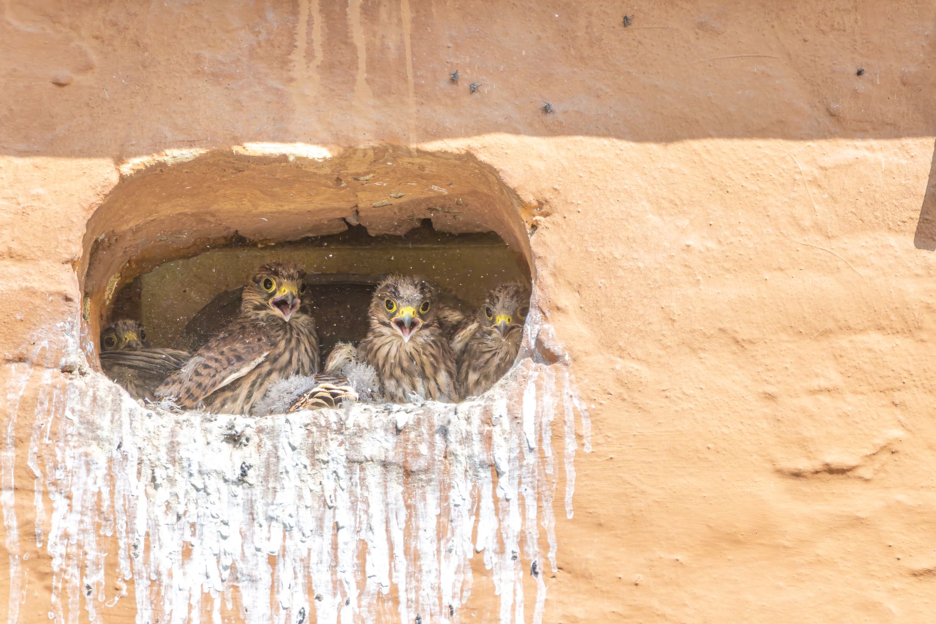 Scotland Becomes First UK Nation to Legally Require Swift Nest Boxes on New Builds