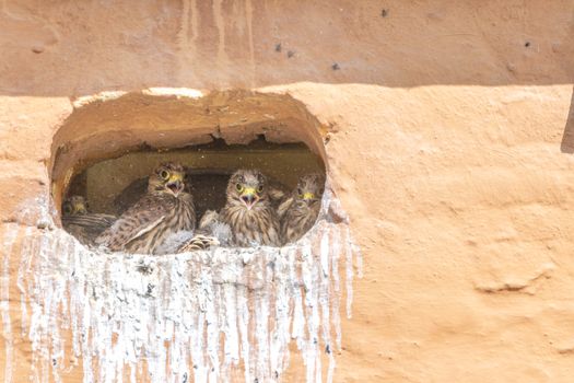 Four young kestrels sitting in a nest, watching alertly from their enclave.