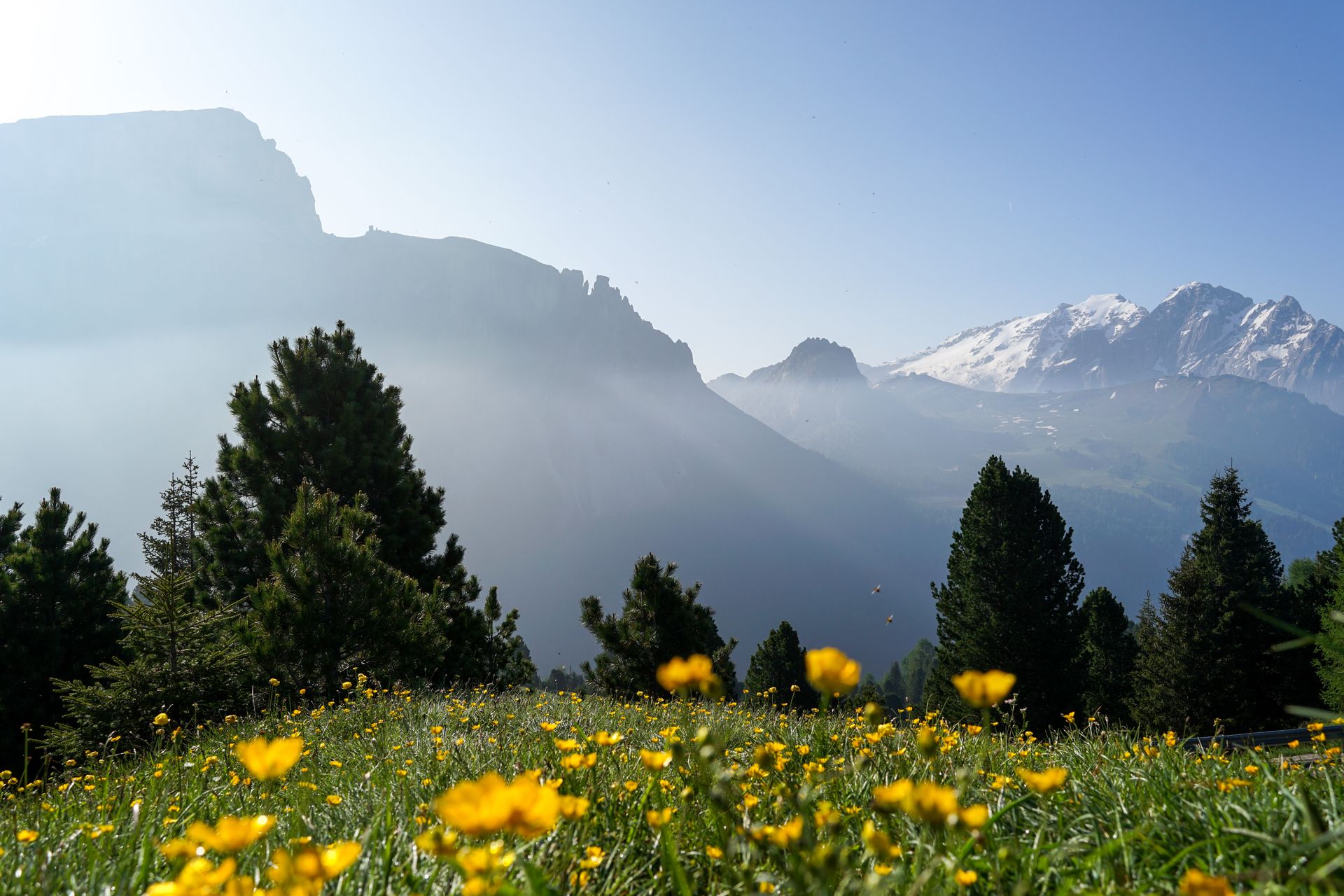 Breathtaking view of a spring meadow with yellow flowers and evergreen trees against majestic snow-capped mountains.