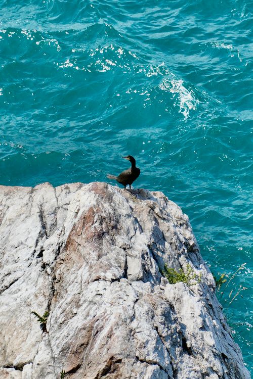 Free A solitary bird perched on a rocky cliff with the vibrant turquoise ocean below, showcasing nature's beauty. Stock Photo