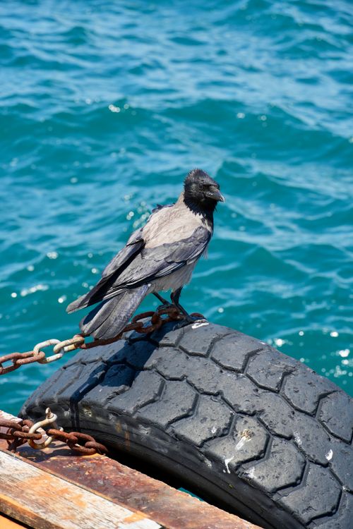 Free A hooded crow sits on a tire by the ocean on a sunny day, against a vibrant blue sea. Stock Photo
