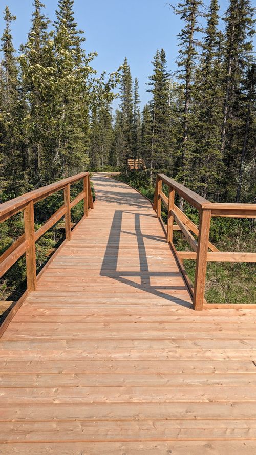 Free A tranquil wooden walkway amidst lush forest in Alberta, perfect for nature walks. Stock Photo
