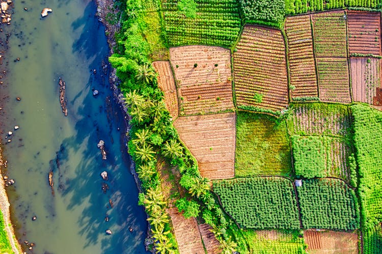 Aerial Photography Of Plants Beside Body Of Water