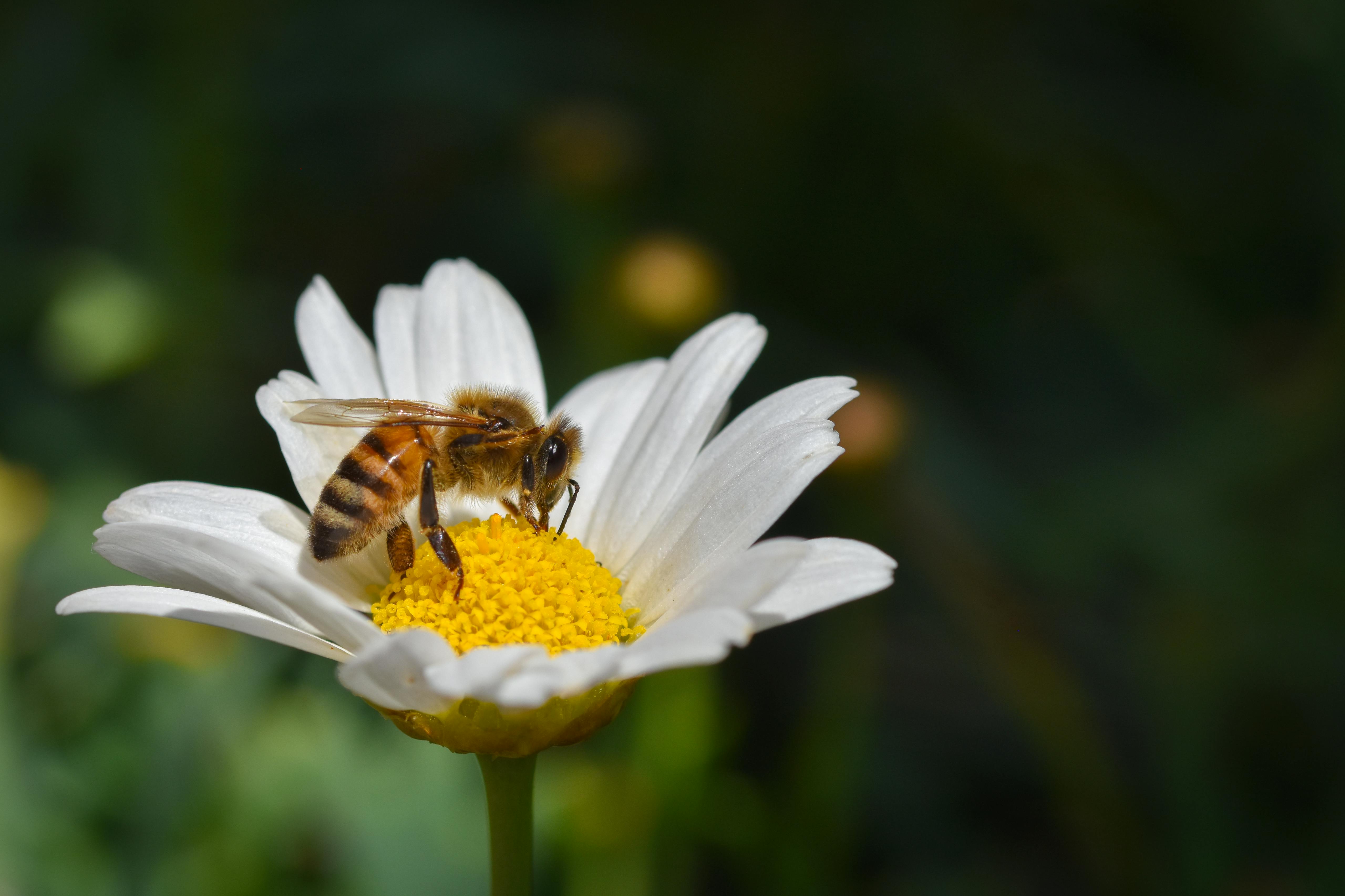 Ark Valley Civics Bee Competition to Send Three Local Students to State — Photo by Alexas Fotos on Pexels