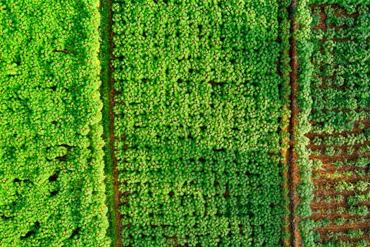 Vibrant aerial shot of lush green fields in West Java, showcasing agricultural patterns and nature's beauty.