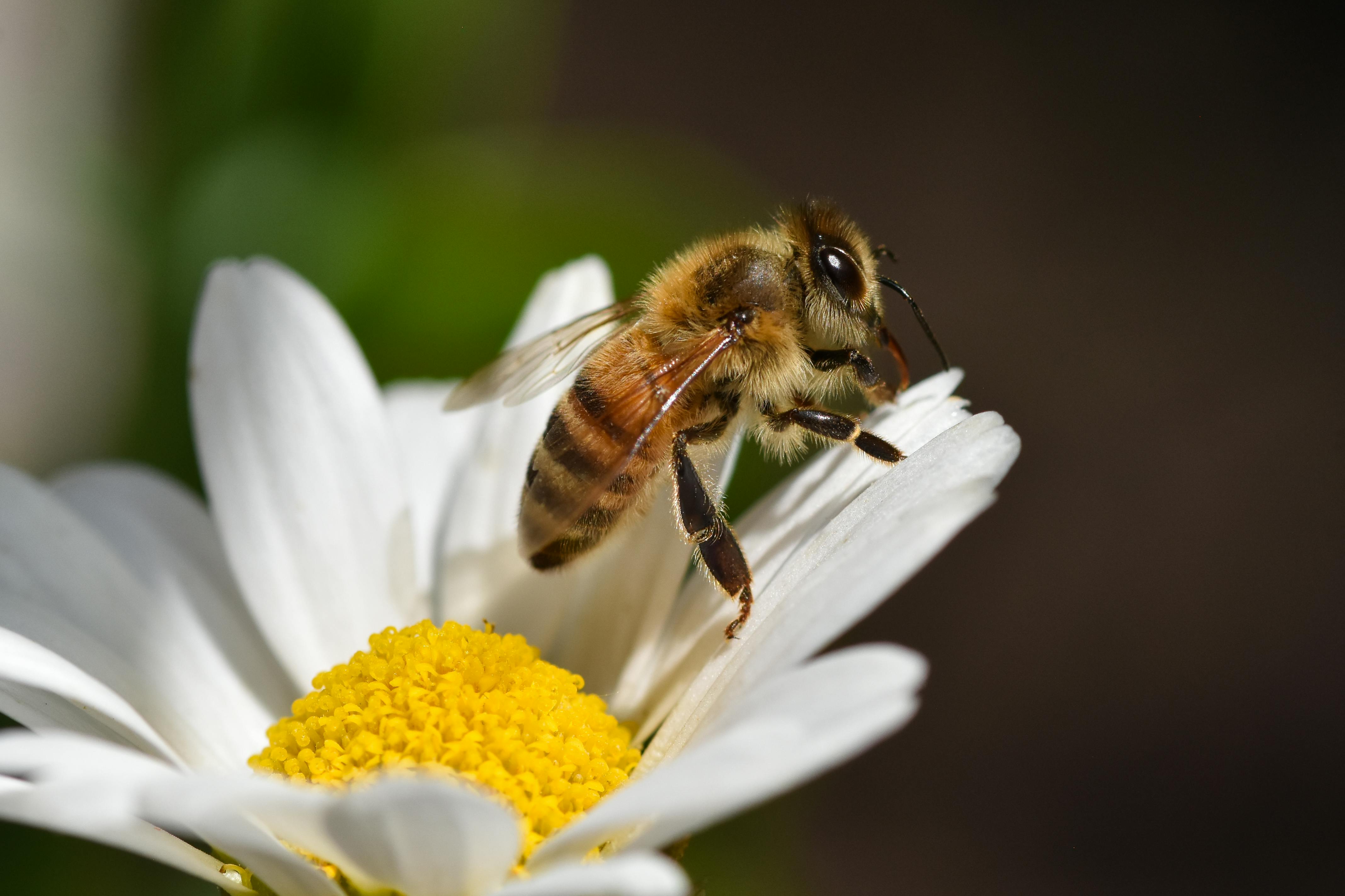 Ark Valley Civics Bee Competition to Send Three Local Students to State — Photo by Alexas Fotos on Pexels