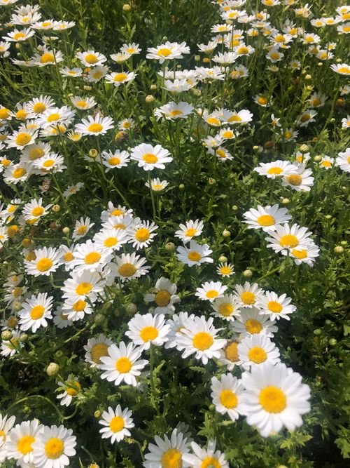 Free Blooming field of white daisies in Mersin, Türkiye. Ideal for themes of nature and spring. Stock Photo
