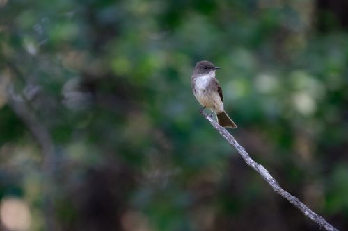 Free A bird resting on a branch surrounded by lush greenery in a Canadian forest. Stock Photo