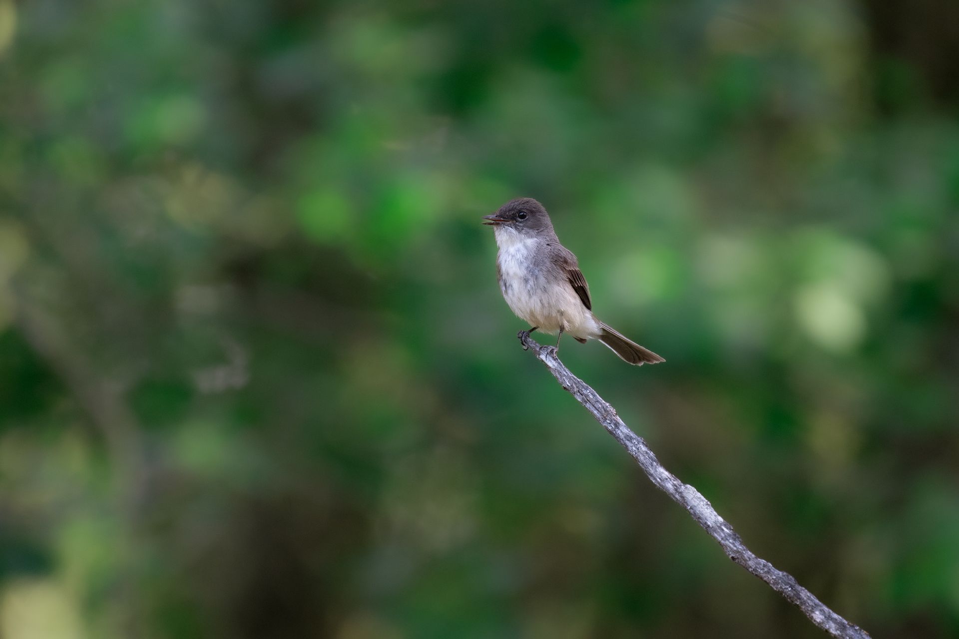 A flycatcher rests on a branch with a lush green background, captured outdoors in nature.