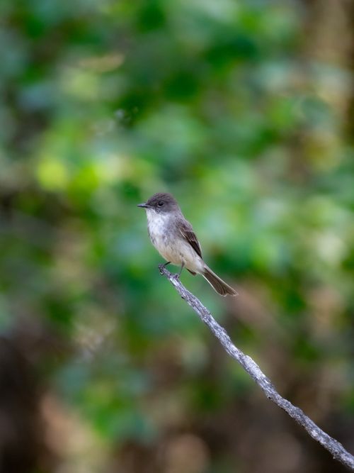 Free A small bird resting on a thin branch amidst a vibrant green forest. Stock Photo