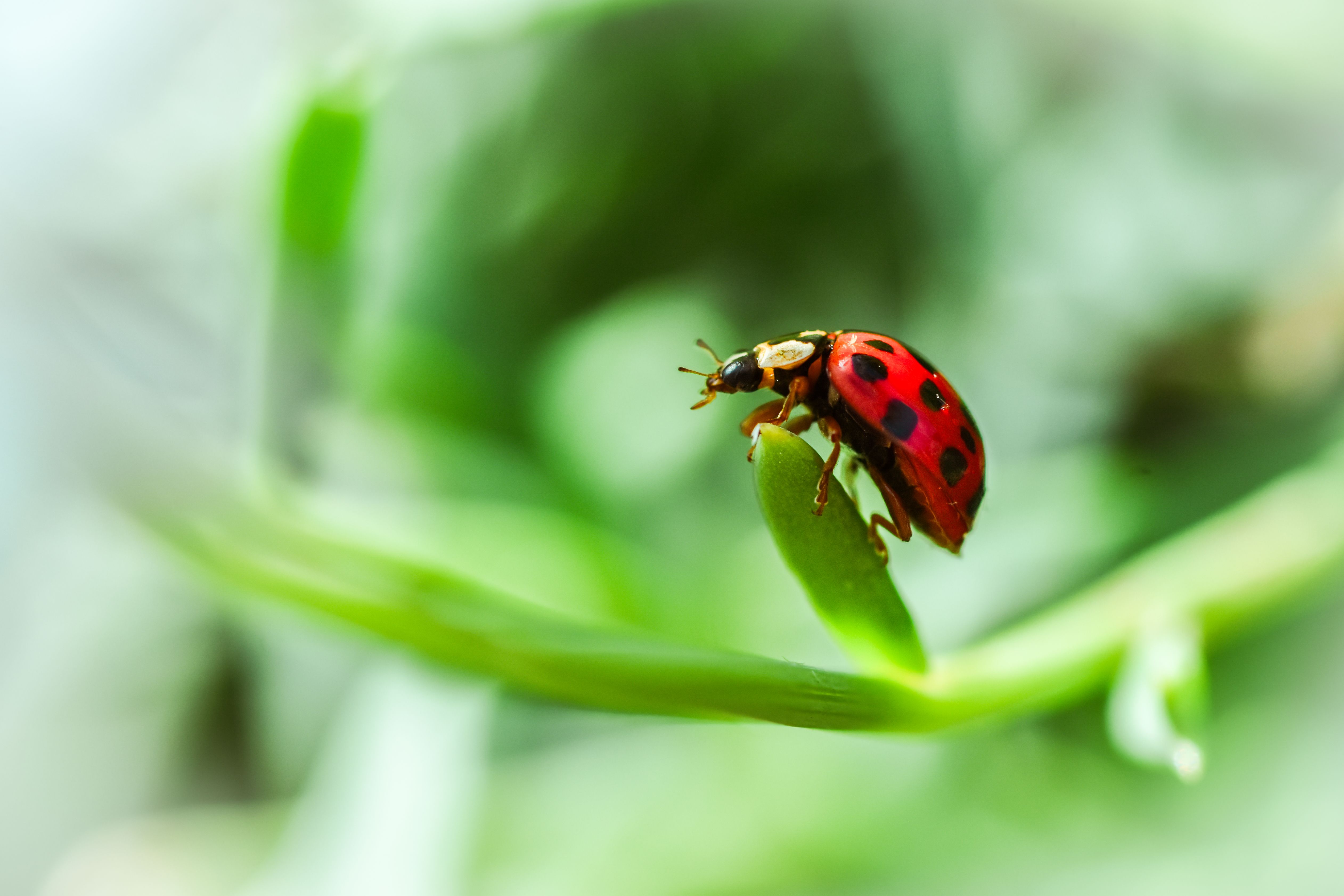 Gratuit Photos gratuites de animal, beauté, beauté naturelle Photos
