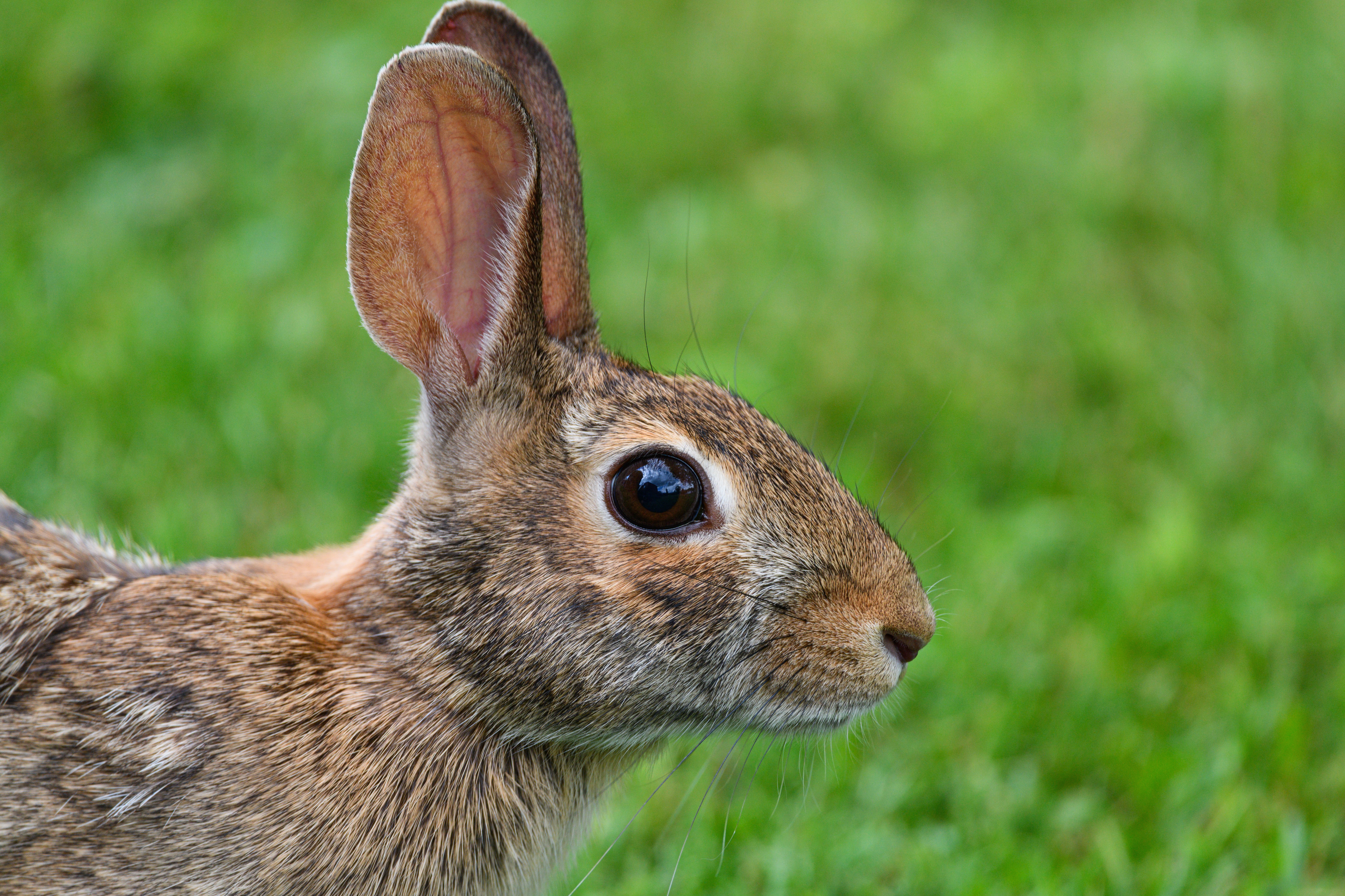 Close-Up Portrait of a Wild Rabbit on Grass · Free Stock Photo