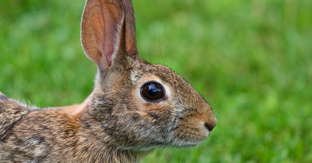 Close-Up Portrait of a Wild Rabbit on Grass · Free Stock Photo