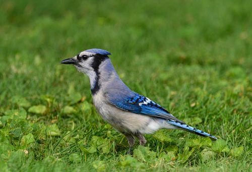 Free A beautiful Blue Jay bird standing on a grassy field. Perfect for nature and wildlife enthusiasts. Stock Photo