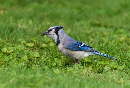 Free Close-up of a blue jay on lush green grass, showcasing vivid colors and intricate feather details. Stock Photo