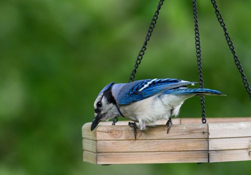 Free A close-up of a blue jay perched on a wooden bird feeder surrounded by lush greenery. Stock Photo