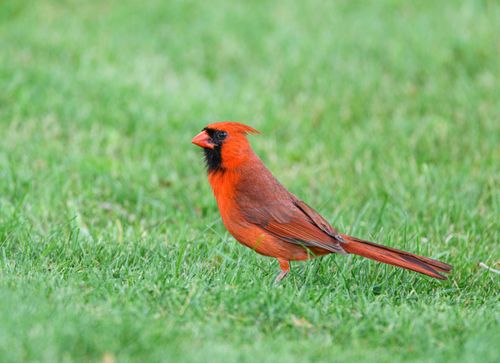 Free A striking Northern Cardinal (Cardinalis cardinalis) perched on vibrant green grass in daylight. Stock Photo