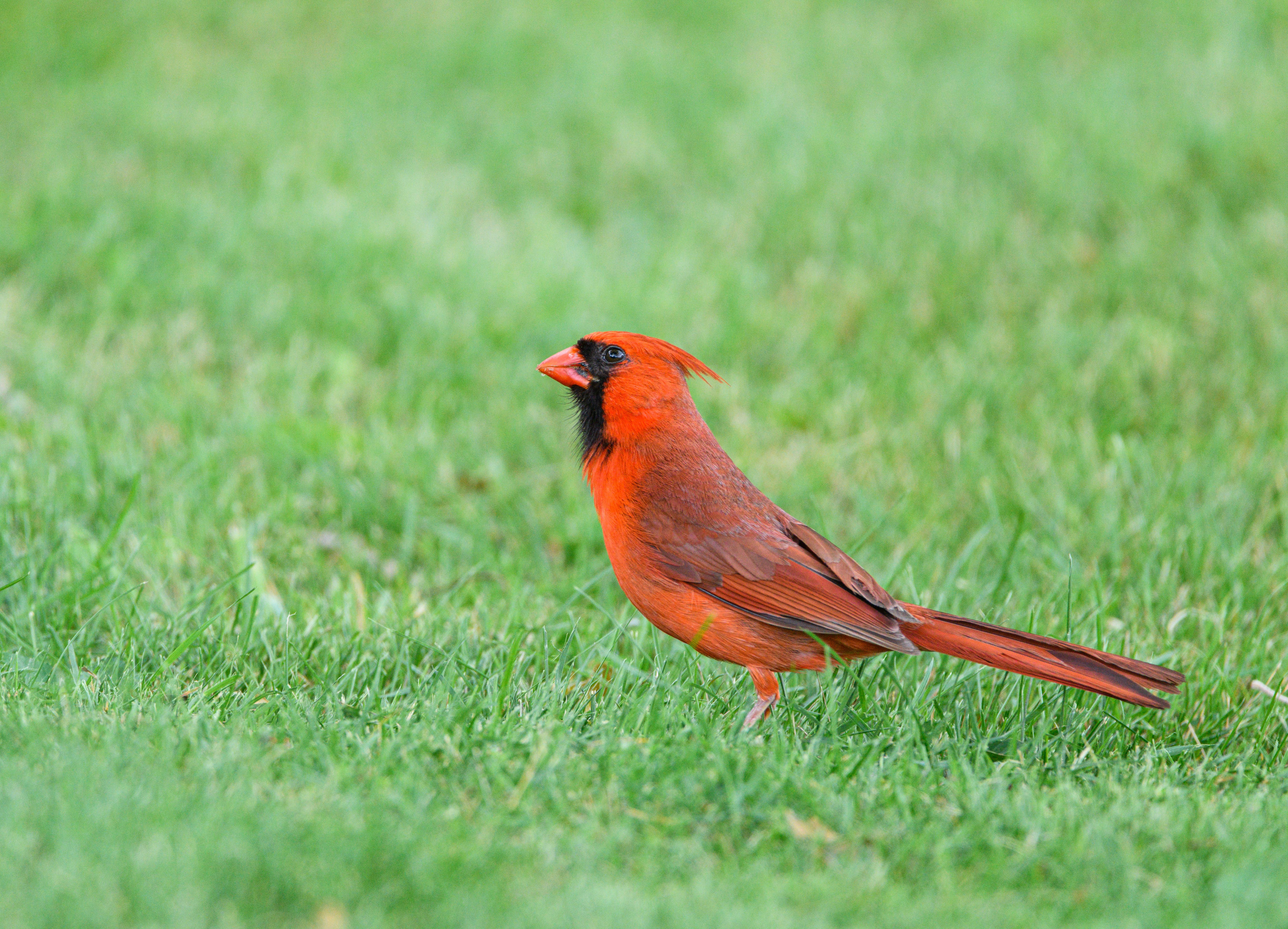 Cardinals' Michael Bidwill Gives Up Hotel Suite to a Bride After Booking for Giants Game — Photo by Jay Brand on Pexels