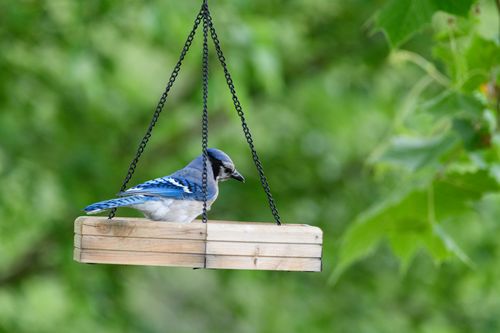 Free A Blue Jay resting on a hanging bird feeder amidst lush green foliage in a natural setting. Stock Photo