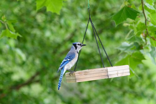 Free A vibrant Blue Jay rests on a wooden bird feeder amidst lush green foliage in a serene outdoor setting. Stock Photo