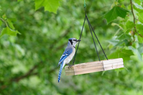 Free A vibrant blue jay sits on a wooden bird feeder surrounded by lush green leaves. Stock Photo