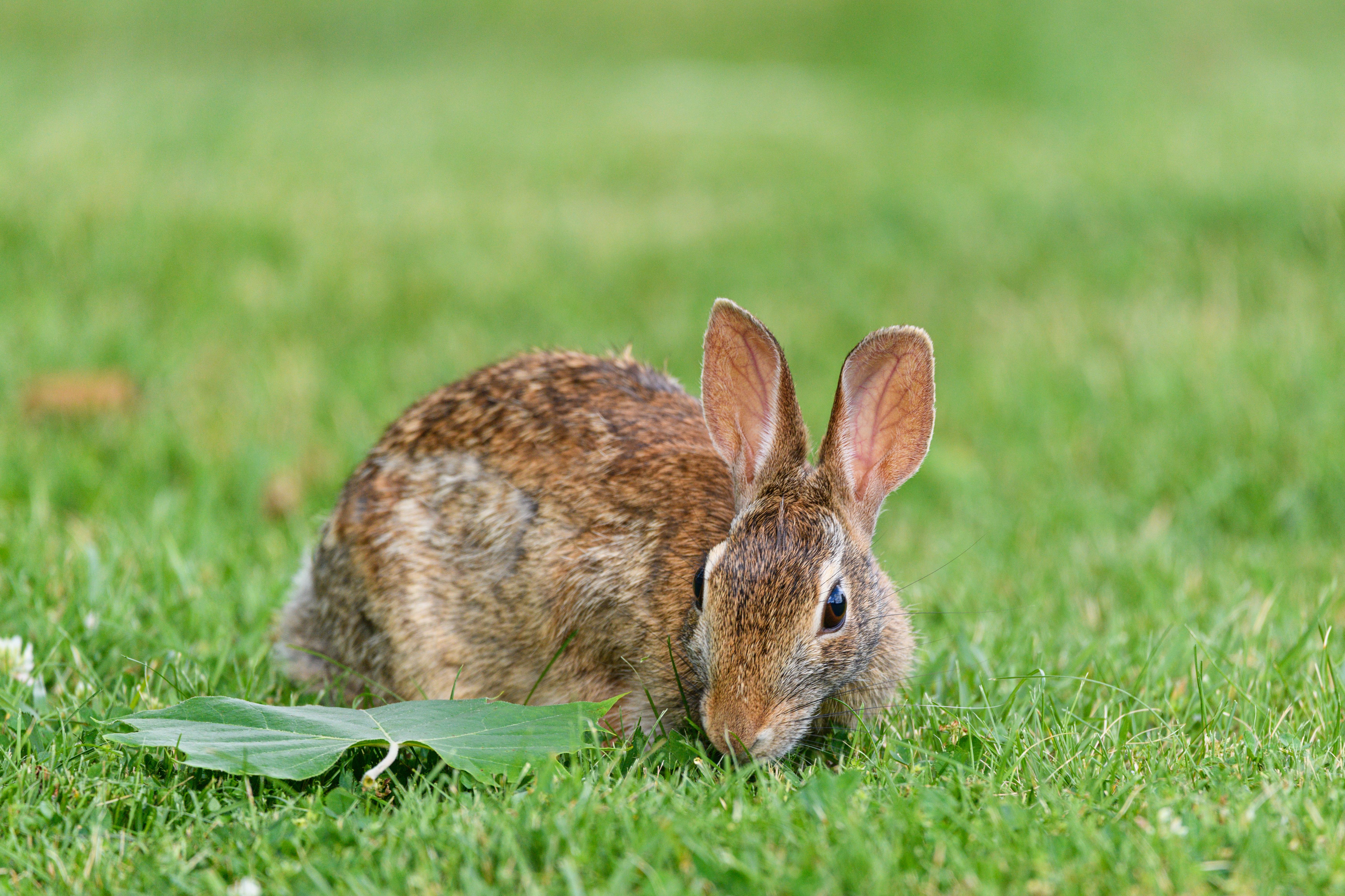Shallow Focus Photography of Black Rabbit Facing Sideways · Free Stock ...