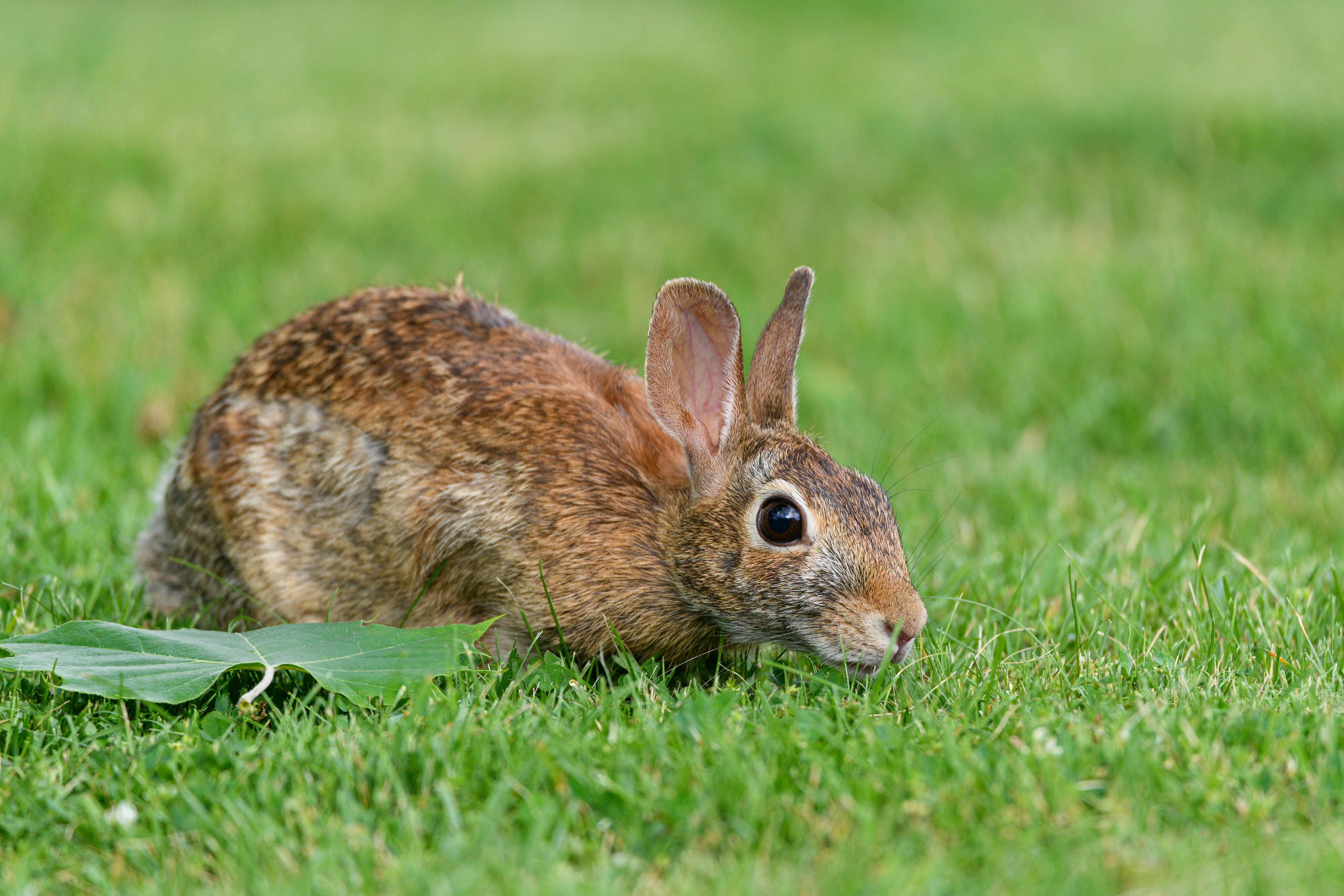 Dust Bunny movie review &amp; film summary — Photo by Jay Brand on Pexels