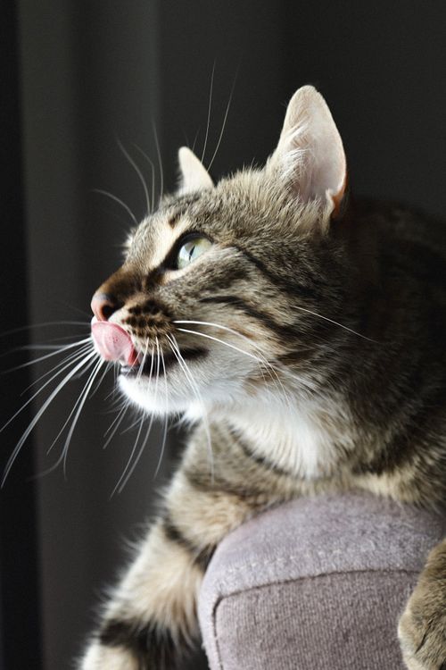 Free Close-up of a serene domestic cat licking its lips, captured indoors in Istanbul. Stock Photo
