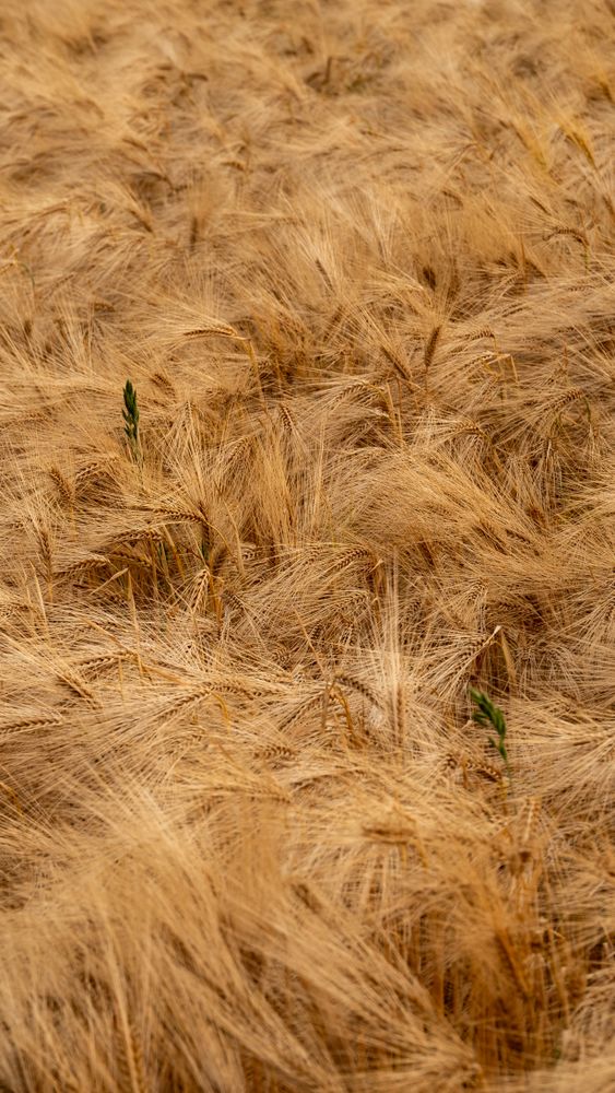 Farming Background Photos, Download The BEST Free Farming Background ...