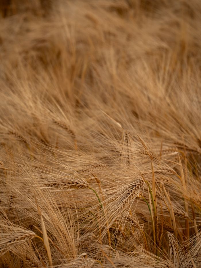 Ripe barley heads in a field, photo by Fer ID on Pexels