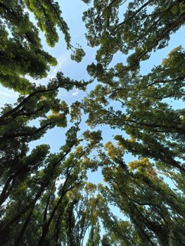 A serene upward view of towering evergreen trees reaching into the sky, creating a natural canopy.