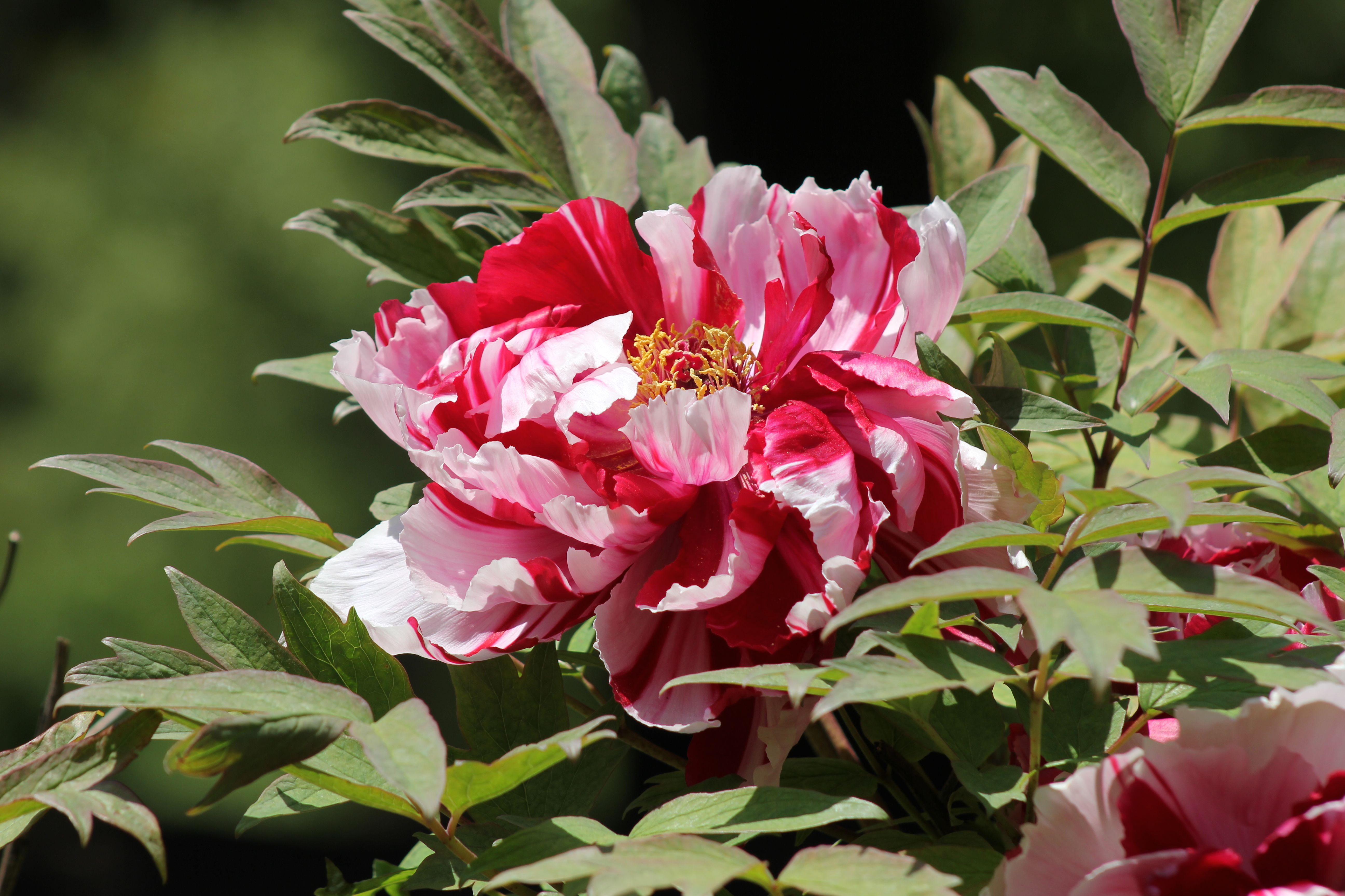 Vibrant Red and White Peony in Toronto Garden · Free Stock Photo